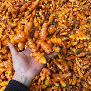 ขมิ้นแช่แข็ง200กรัมหรือ100gr จากเวียดนามใช้เป็นอาหารเวียดนาม - Product Image 1