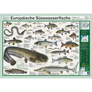 Póster de Peces de Agua Dulce Europeos DIN A1, Diseño Alemán de Carteles Educativos - Product Image 1