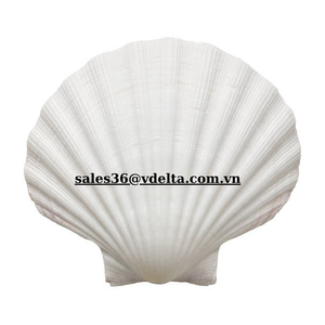 เปลือกหอยแห้งสำหรับอบเปลือกหอยสำหรับอาหาร-พร้อมส่งออกจากเวียดนาม // Mr. Kevin - Product Image 2