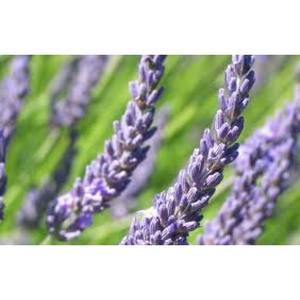 Hydrolat de lavande liquide, produit fabriqué à partir de fleurs et de feuilles naturelles et pures, hydrolat de rose - Product Image 1