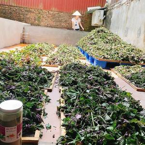 Vendedor caliente 2024 Perilla Frutescens polvo de hoja 100% Perilla pura calidad superior - Product Image 6