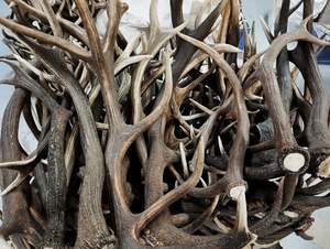 Precio al por mayor barato Red Deer Antlers para la venta - Product Image 6