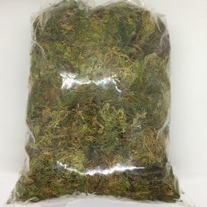 VENTA CALIENTE DE MUSGO DE ESFAGNUM EMBALAJE DE MUSGO SECO DE BOSQUE A GRANEL PARA ENCHUFAR MANTENER LA HUMEDAD DE LA PROVINCIA DE CAO BANG VIETNAM - Product Image 4