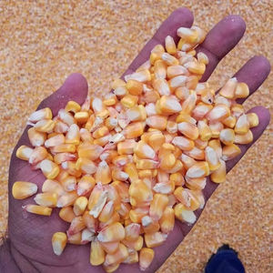 Mejor Suministro de Maíz Amarillo de Calidad/Maíz Amarillo para Consumo Humano, Maíz Amarillo No Transgénico/Maíz Amarillo para Alimentación Animal, Palomitas de Maíz - Product Image 1