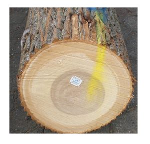 Troncos de madera de álamo recién cortados en venta a bajo precio, adecuados para muebles y procesamiento de madera - Product Image 6