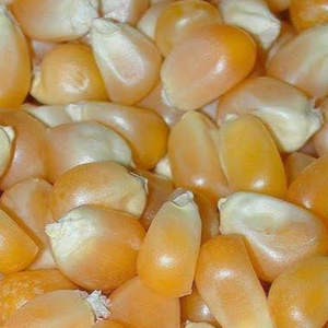 Новый урожай, желтая кукуруза, кукуруза для людей и животных, потребление желтой кукурузы от индийского поставщика Jenmark Global
