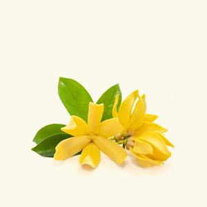 100% Pure Champaca Essential Oil Cold <b>Pressed</b> Body Oil for Moisturizing Firming and Lightening Cosmetic Grade - Product Image 1