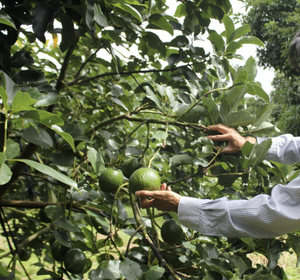 Thé à l'avocat biologique pur, non ciré, sans pesticides du Vietnam - Product Image 3