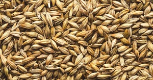 Wholesale <b>barley</b> grain in bulk packaging for sale worldwide - Product Image 6