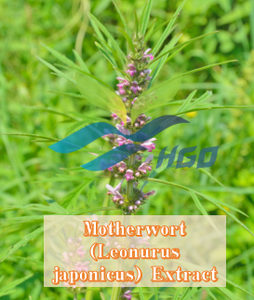 Suministro directo de fábrica HGO de extracto de agripalma natural puro (Leonurus japonicus) (grado alimenticio) Especificación Extracción de agua - Product Image 2