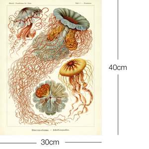 Impresión Artística de Ernst Haeckel 'Discomedusae' - Elegante Medusa en Bodeguillo de Papel - Product Image 1