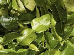 Hojas de Limón Kaffir Secas al por Mayor de Vietnam - Product Image 5