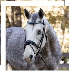 Santorini Black Snaffle Black/Teal bleu couleur passepoil usine en gros léger personnalisé NOUVEAU cheval bride pour grande quantité - Product Image 1