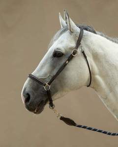 Fancy Leather Grooming Halter es de Working, que cuenta con herrajes de latón con costuras elegantes de colores - Product Image 1