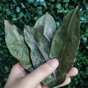 FEUILLES DE SOURSOP TERREUSES ET SAVOUREUSES/REMÈDE AUX HERBES/QUALITÉ ECO-CONSCIOUS/FABRIQUÉ AU VIETNAM - Product Image 4