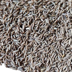 Graines de cumin du golfe 99% de haute pureté Premium Spice par RAUTIMPEX INTERNATIONAL avec une durée de conservation de 12 mois pour un usage culinaire - Product Image 1