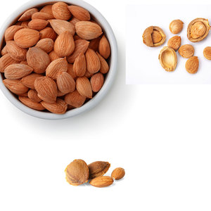 Núcleos de Albaricoque |   Certificado Sin OMG, Grado A1, Vida Útil de 3 Años |   Kohenoor International para Necesidades de Exportación con Etiqueta Limpia - Product Image 1