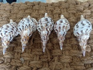 Decoración de Trompeta Tritón Ammonite al por Mayor/ Concha de Mar Grande - Product Image 5