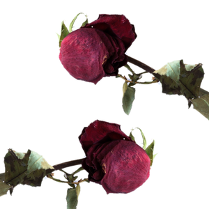 Flor de Rosa seca altamente aromática | Para formulaciones de belleza natural - Product Image 5