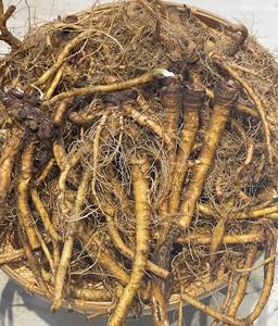 Raíz de Diente de León Seca de Vietnam para Té Desintoxicante, Raíz de Diente de León Seca al por Mayor ANGLE - Product Image 2