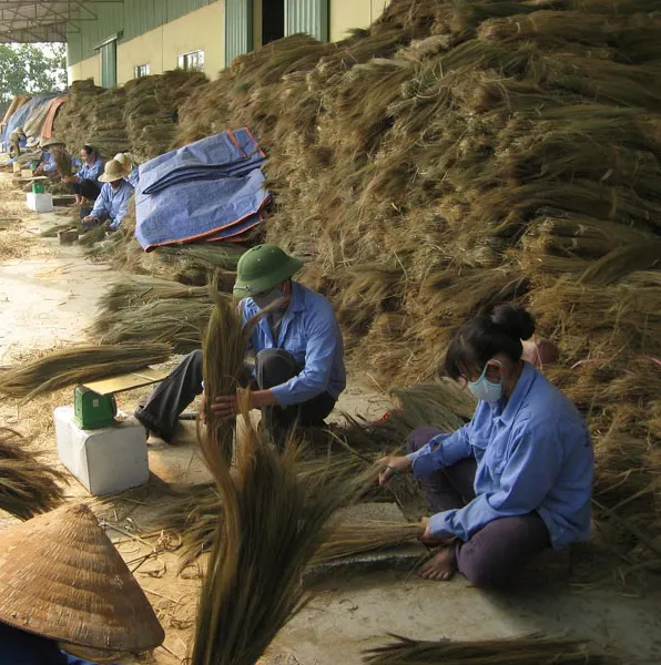 Nova temporada de matéria-prima para vassouras de grama - Material de vassoura de grama vietnamita de alta qualidade - Material natural