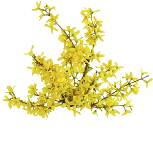 Huile essentielle de galbanum 100% Pure naturelle de qualité thérapeutique non diluée Ferula Galbaniflua distillée à la vapeur pour l'aromathérapie - Product Image 3