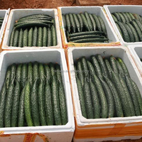 Serre agricole économique en PE à simple travée avec système de refroidissement par plaques et ventilateurs pour la production de concombres sur le marché européen