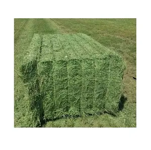 Miglior prezzo di fabbrica di erba di fieno di erba medica/balle di fieno di erba medica disponibili In grandi quantità