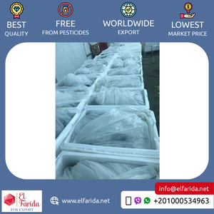 บรอกโคลีธรรมชาติอียิปต์การเพาะปลูกแบบสดใหม่ - Product Image 2