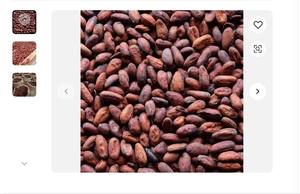 Offre spéciale de fèves de cacao crues séchées fèves de cacao fermentées fèves de cacao Ariba fèves de cacao à vendre - Product Image 6