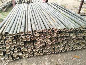 Fourniture en gros de grands poteaux en bambou |   Traité pour la construction |   Direct d'usine |   OEM/ODM - Product Image 5