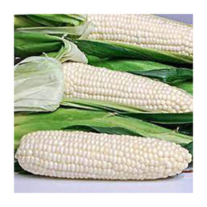 ข้าวโพดขาว NON Gmo คุณภาพสูงขายส่ง ผู้ผลิตสูงใหม่ วัสดุที่ดีที่สุด ด้วยอัตราราคาถูก - Product Image 2