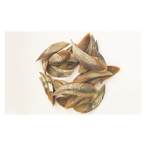 เปลือกหอย murex operculum - Product Image 1