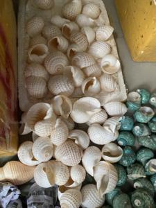 Vente en gros de coquillages décoratifs pour l'artisanat, les mariages à la plage, l'aquarium et l'aquarium à usage domestique, formes et tailles assorties - Product Image 5