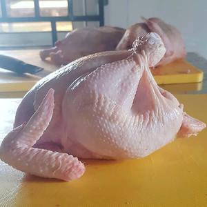 Compra pollo entero congelado orgánico de primera calidad sin caja con certificación Halal con vitaminas y patas de pollo perfectas - Product Image 6