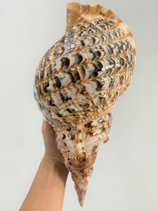 เปลือกหอยทรัมเป็ต: เปลือกหอยทรัมเป็ตธรรมชาติของเวียดนามเหมาะสำหรับการตกแต่งบ้านทันสมัยและโชว์ของร้านอาหารที่ใช้งานง่าย - Product Image 4