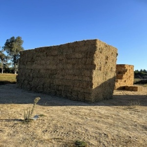 หญ้าอัลฟัลฟ่าอัดก้อนสำหรับโค บรรจุภัณฑ์ขนาดใหญ่ หญ้าอัลฟัลฟ่าคุณภาพสูง อาหารสัตว์คุณภาพสูง หญ้าอัลฟัลฟ่าอัดก้อนสำหรับปศุสัตว์ ขาย - Product Image 3