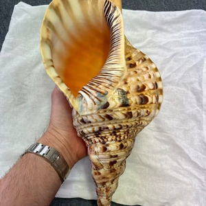 Trompeta de Latón Vietnamita para Interpretación Musical, Práctica de Orquesta y Uso en Escenario para Músicos - Product Image 1