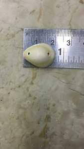 Coquillages de mer naturels faits sur mesure Trésors de l'océan d'origine éthique pour l'artisanat, la décoration et les bijoux - Product Image 2