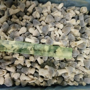 เห็ดฟางแช่แข็งแบบ OEM บรรจุภัณฑ์แบบ IQF หั่นครึ่งชิ้น เห็ดฟางแช่แข็งแบบ IQF 2.47 ออนซ์ เห็ดฟางหวานแช่แข็งแบบ IQF 16 ออนซ์ - Product Image 1