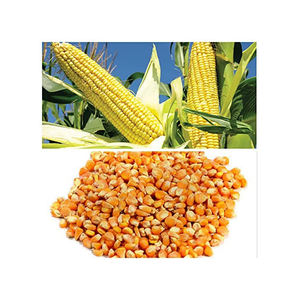 Maíz amarillo seco para alimentación animal a un precio económico ahora a la venta - Product Image 4