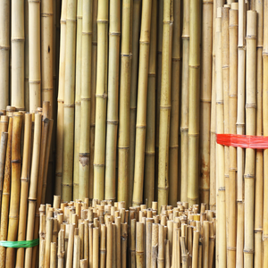 Palo de bambú de madera para jardín, palo de bambú, soporte de flores, hecho en Vietnam - Product Image 4