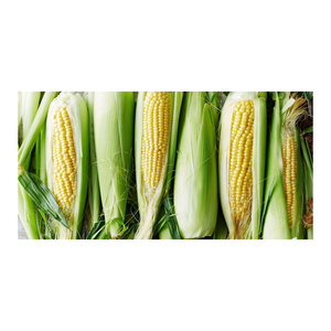 Grains de maïs jaunes de haute qualité Grain de maïs jaune naturel pur pour animal/maïs jaune sans OGM pour l'alimentation humaine - Product Image 5