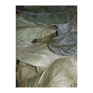 ต้นกำเนิดประเภทชีวิตขนาดสินค้าที่มีคุณภาพขายส่งใบแห้ง99GD จากเวียดนาม - Product Image 5