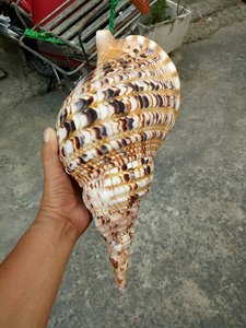 Trompeta de Concha Marina de Vietnam de Primera Calidad para Decoración de Vestíbulos de Hoteles, Amenidades de Resorts Tropicales, Hecha a Mano por Artesanos - Product Image 3