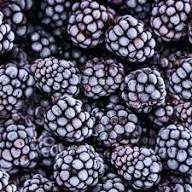 Mora negra congelada de calidad premium para exportación a granel, sin aditivos, fruta recién cosechada, ideal para batidos, postres, repostería y uso comercial. - Product Image 3