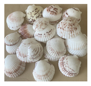 Scallop Shell utilizado para la exhibición de alimentos Buffet Configuración Evento Catering y requisitos de embalaje de regalo - Product Image 1