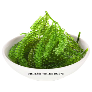 Caulerpa lentillifera déshydraté/Raisins de mer frais du Vietnam (caviar vert)/Mme Jessi - Product Image 1
