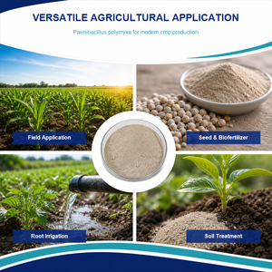 Poudre de Paenibacillus Polymyxa en gros, 10 milliards d'UFC/g, Biofertilisant, Conditionneur biologique du sol, Direct usine - Product Image 3