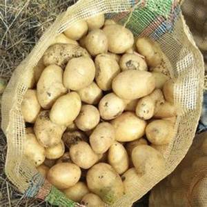 Pommes de terre jaunes fraîches de haute qualité 100% à maturité naturelle prêtes pour l'exportation immédiate à un prix compétitif - Product Image 2